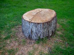 Best Tree Removal  in Smithville, TX