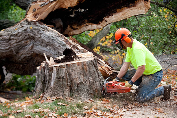 Best Tree Cabling and Bracing  in Smithville, TX