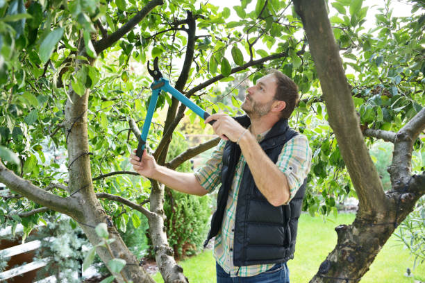 Best Tree Fertilization  in Smithville, TX
